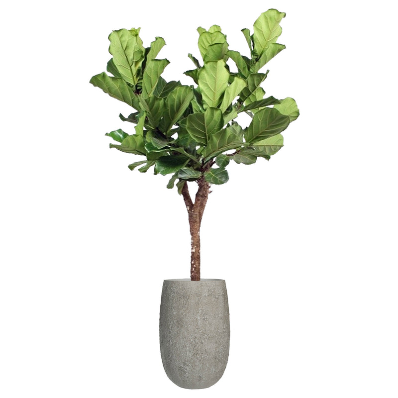 IMPERIAL OYSTER OVAL PLANTER, Grey