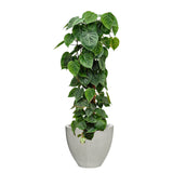 HEART LEAF PHILODENDRON