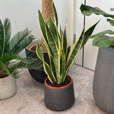 SNAKE PLANT + CURVED CLAY POT