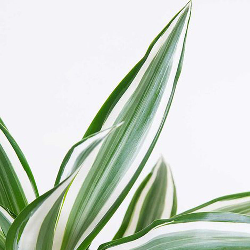 Striped plant stems  Green colour palette, Plants, Stem