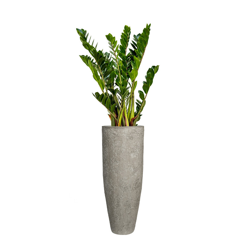 IMPERIAL OYSTER TALL PLANTER, Grey (M)
